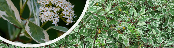 Witte kornoelje - Cornus alba 'Elegantissima' in bloei