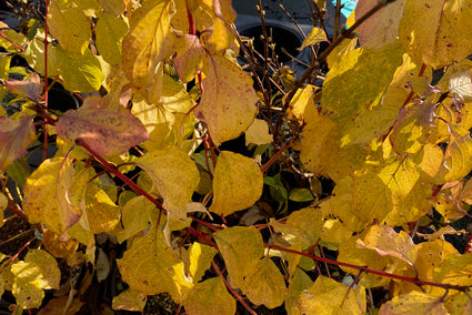 Cornus sanguinea 'Midwinter Fire' in de herfst