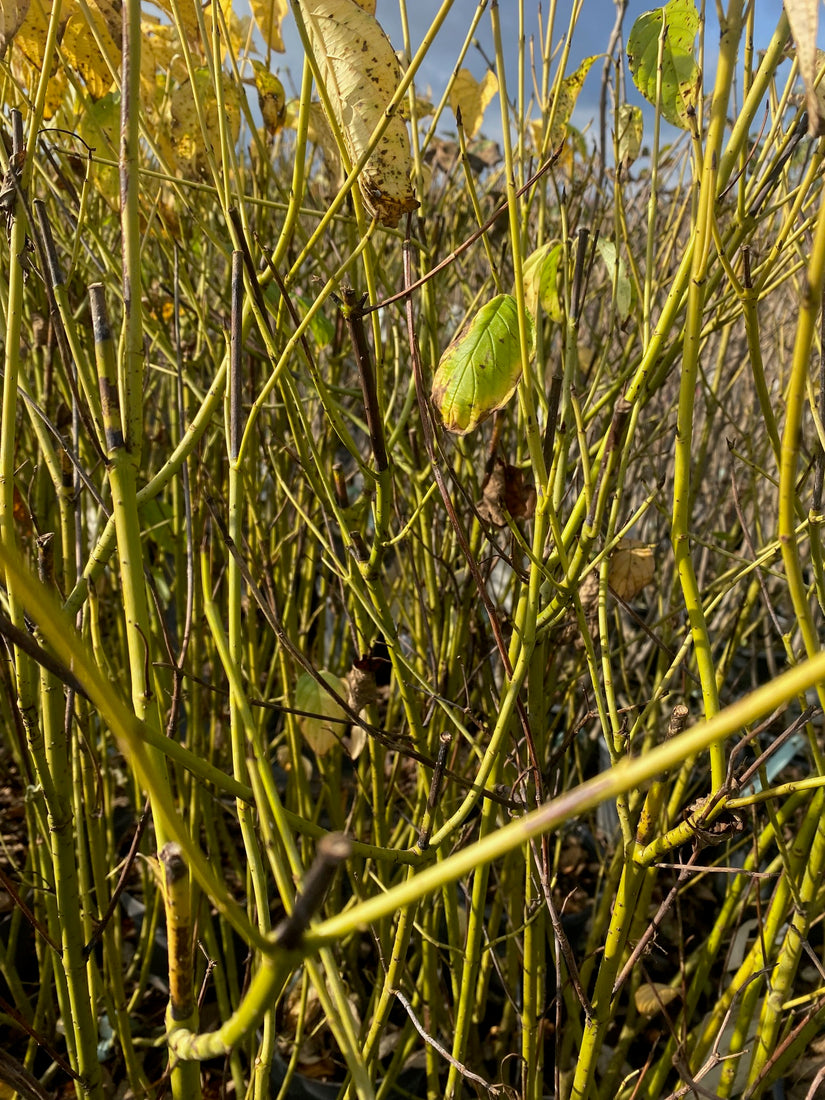 Cornus stolonifera 'Flaviramea' - foto oktober