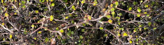 Zigzagstruik - Corokia cotoneaster