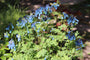 Helmbloem - Corydalis elata in bloei