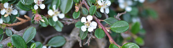Cotoneaster cochleatus