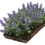 blauwpaars bloeide kant en klare plantenmatten bodembedekkers