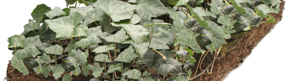 Covergreen hedera plantenmatten kant en klaar bodembedekkers