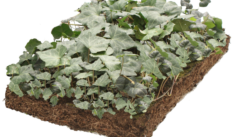 Covergreen hedera plantenmatten kant en klaar bodembedekkers