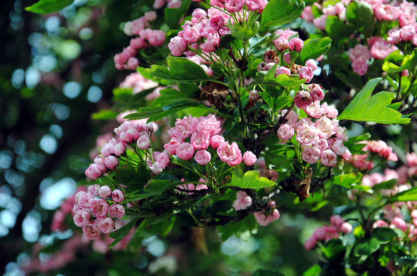 Meidoorn - Crataegus mordenensis 'Toba'