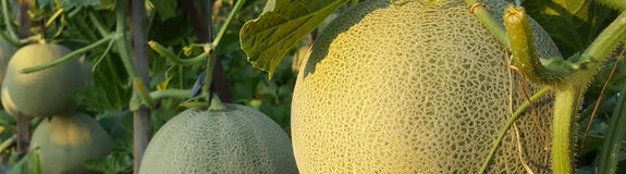 Meloen - Cucumis melo