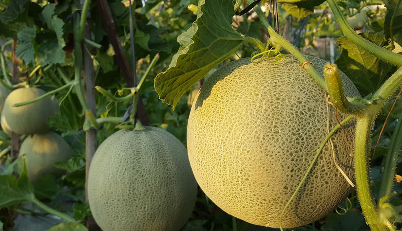 Cucumis melo - Meloen - Honingmeloen
