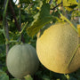 Cucumis melo - Meloen - Honingmeloen