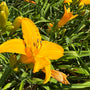Vaste plant Daglelie - Hemerocallis 'Aten' 