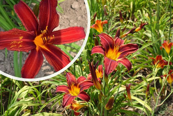 Daglelie-Hemerocallis-bloei