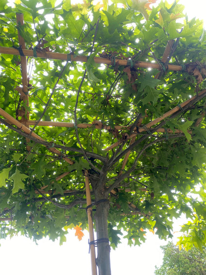 Dak Moeraseik - Quercus palustris