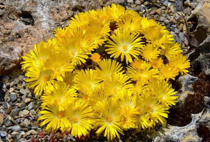 IJsbloem - Delosperma congestum