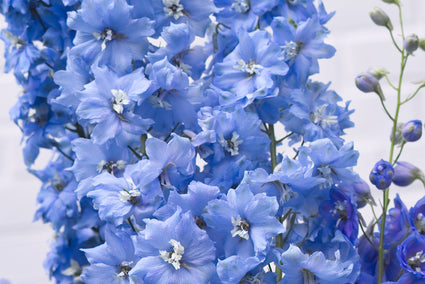 Ridderspoor - Delphinium 'Gletscherwasser'