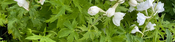 Delphinium galahad wit bloeiende ridderspoor