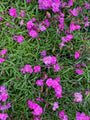 Dianthus caryophyllus 'Pink Pom Pom' (foto oktober)