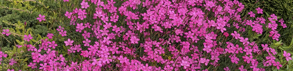 Dianthus gratianopolitanus 'Pink Jewel' tuinplanten