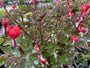 Tuinplant Gebroken hartje - Dicentra spectabilis 'Valentine'