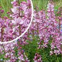 Vuurwerkplant - Dictamnus albus in bloei