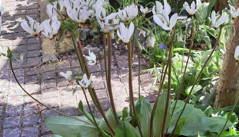 Dodecatheon tuinplanten met witte bloemen