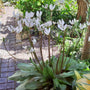 Dodecatheon tuinplanten met witte bloemen