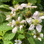 Doornloze braam - Rubus fruticosus 'Lochness'
