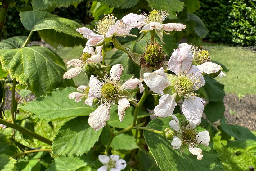 Doornloze braam - Rubus fruticosus 'Lochness'