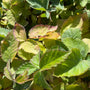 Doornloze braam - Rubus fruticosus 'Triple Crown'
