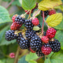 Doornloze braam - Rubus fruticosus 'Black Satin' 