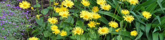 Voorjaarszonnebloem - Doronicum orientale - Gele bloei