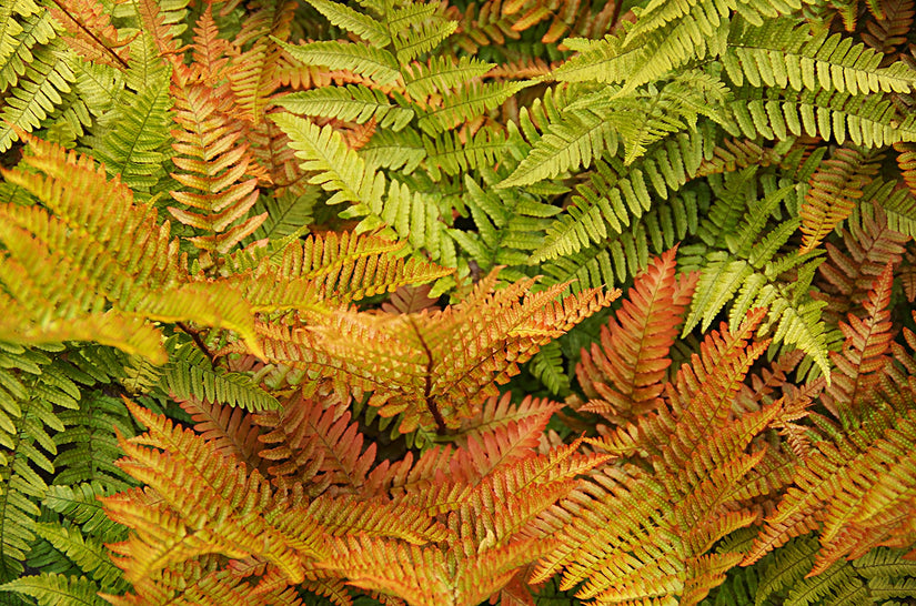 Rode sluiervaren - Dryopteris erythrosora 'Prolifica'