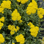 Duizendblad - Achillea 'Moonshine' helder gele bloemen