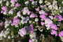 Duizendblad - Achillea millefolium 'Apple Blossom'