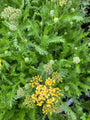 Duizendblad - Achillea millefolium 'Milly Rock Yellow Terracotta