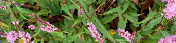 Duizendknoop - Persicaria amplexicaulis 'Pink Elephant'