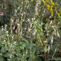 Duizendknoop Persicaria amplexicaulis 'Alba'