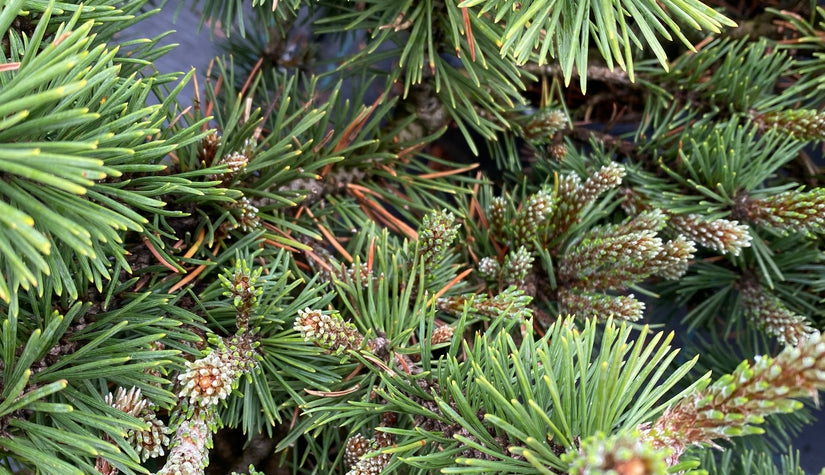 Dwergbergden - Pinus mugo 'Humpy'