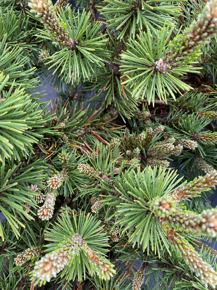 Dwergbergden - Pinus mugo 'Humpy'