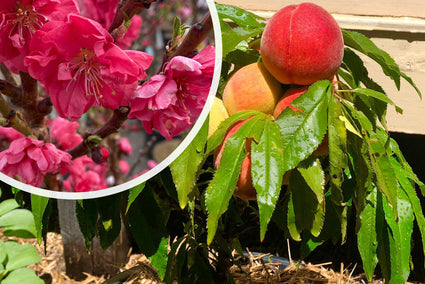 Dwergperzik - Prunus Persica 'Red Peachy' vrucht en bloei