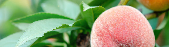 Dwergperzik - Prunus Persica 'Pink Peachy'