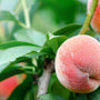 Dwergperzik - Prunus Persica 'Pink Peachy'
