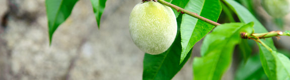 Dwergperzik - Prunus persica 'Amsden'