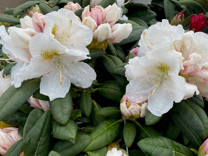 Dwergrhododendron - Rhododendron yakushimanum 'Porzellan'