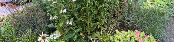 Witte Zonnehoed - Echinacea purpurea 'Alba'