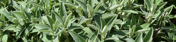 Echte salie - Salvia Officinalis