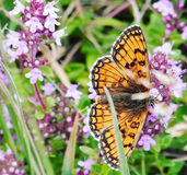 Echte tijm - Thymus vulgaris 'Compactus' bloem en vlinder