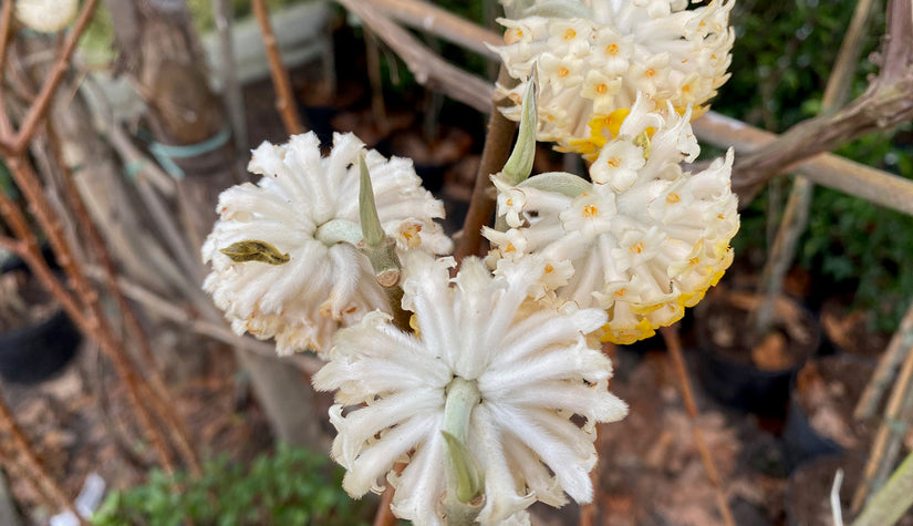 Papierstruik - Edgeworthia chrysantha