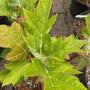Eikenbladhortensia-Hydrangea-quercifolia-Munchkin.jpg