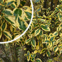 Stekelige olijfwilg - Elaeagnus pungens 'Goldrim'