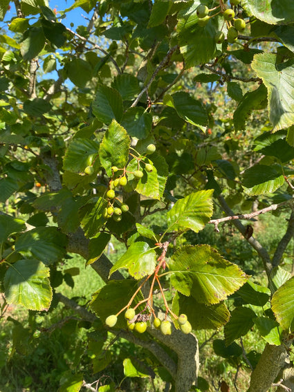 Elsbladige lijsterbes - Sorbus alnifolia